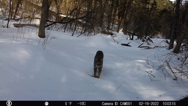 Library Brook Bobcat, February 16, 2022 (Photo: Rosslyn Wildlife Cam)