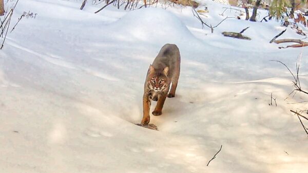 Library Brook Bobcat, February 16, 2022 (Photo: Rosslyn Wildlife Cam)