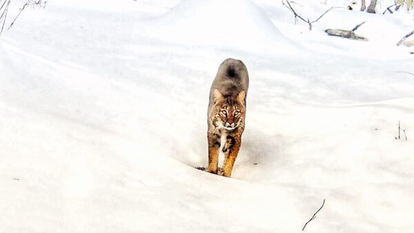 Library Brook Bobcat, February 16, 2022 (Photo: Rosslyn Wildlife Cam)