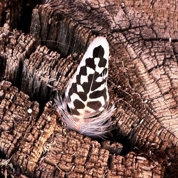 Found Feather: Flicker? (Photo: Geo Davis)