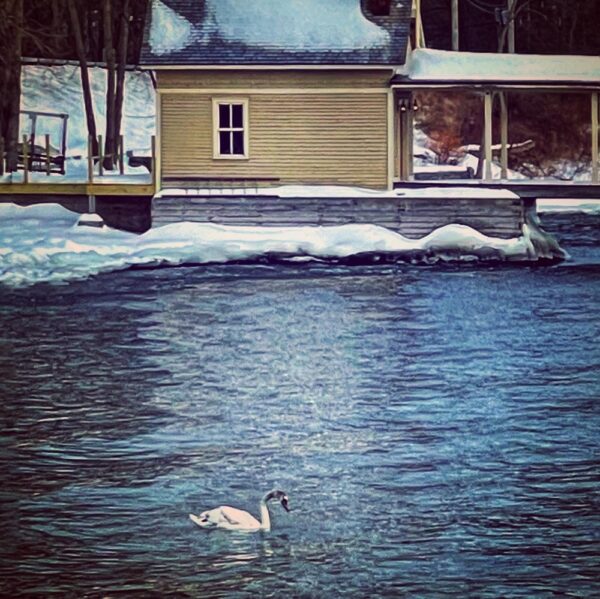 Mute Swan, February 11, 2022