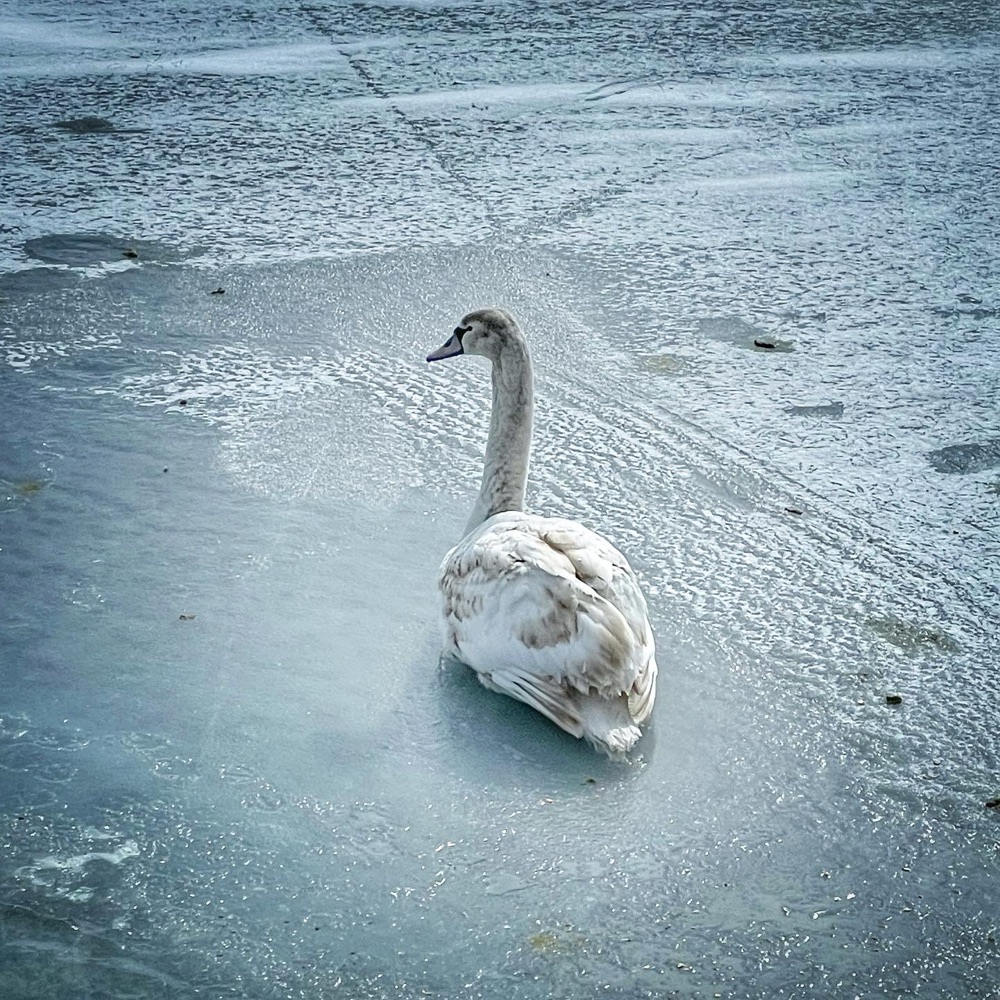 Mute Muse: Swan Song