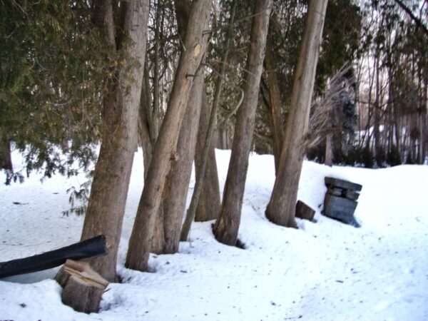 Rosslyn Driveway, March 8, 2007 (Photo: Geo Davis)