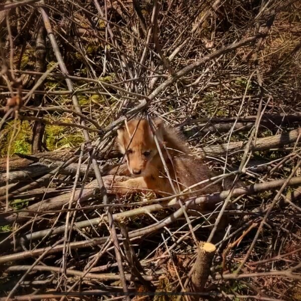 Coyote Pup, May 7, 2022 (Photo: John Davis)