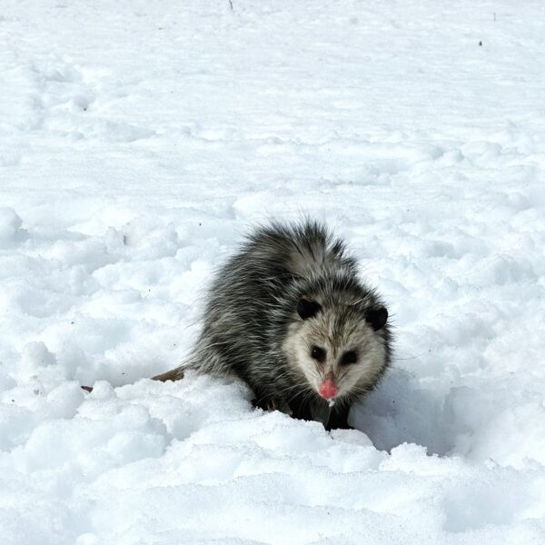 Oh, Possum, Opossum (Photo: Geo Davis)