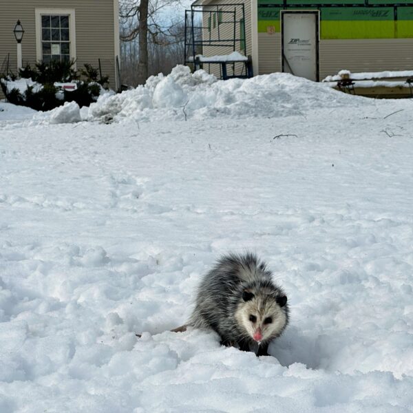 Oh, Possum, Opossum (Photo: Geo Davis)