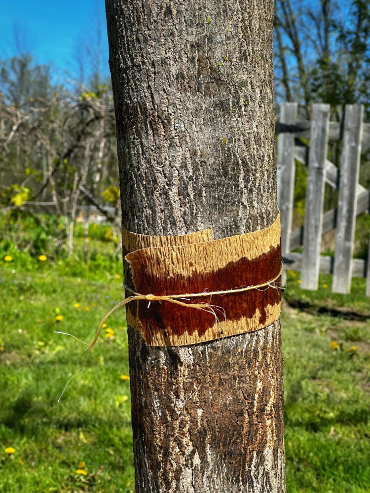 Tanglefoot (Photo: Geo Davis)