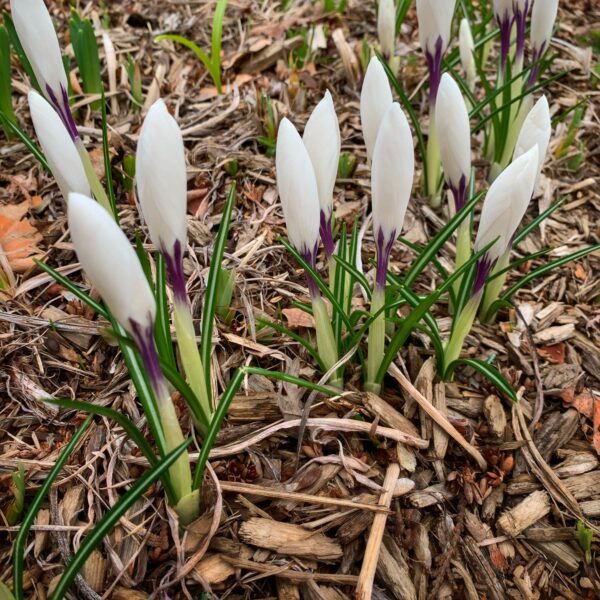 One Week Before Easter, April 5, 2020 (Photo: Geo Davis)