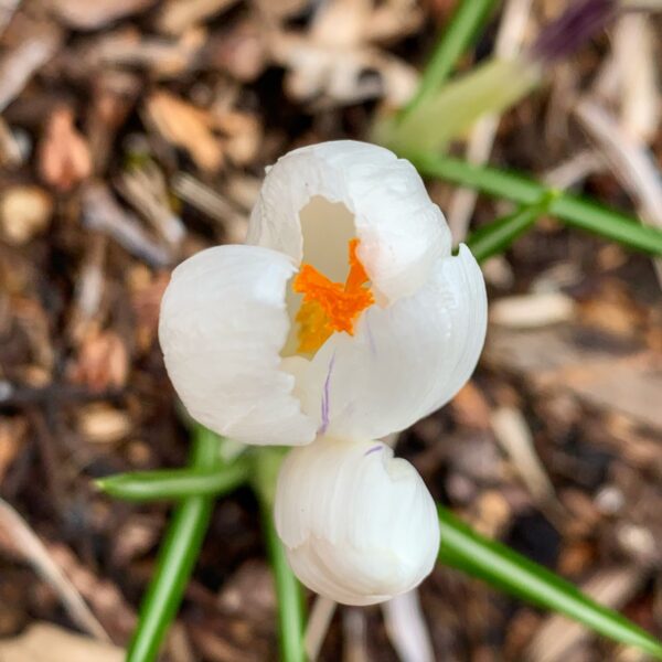 One Week Before Easter, April 5, 2020 (Photo: Geo Davis)