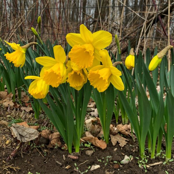 One Week Before Easter, April 5, 2020 (Photo: Geo Davis)