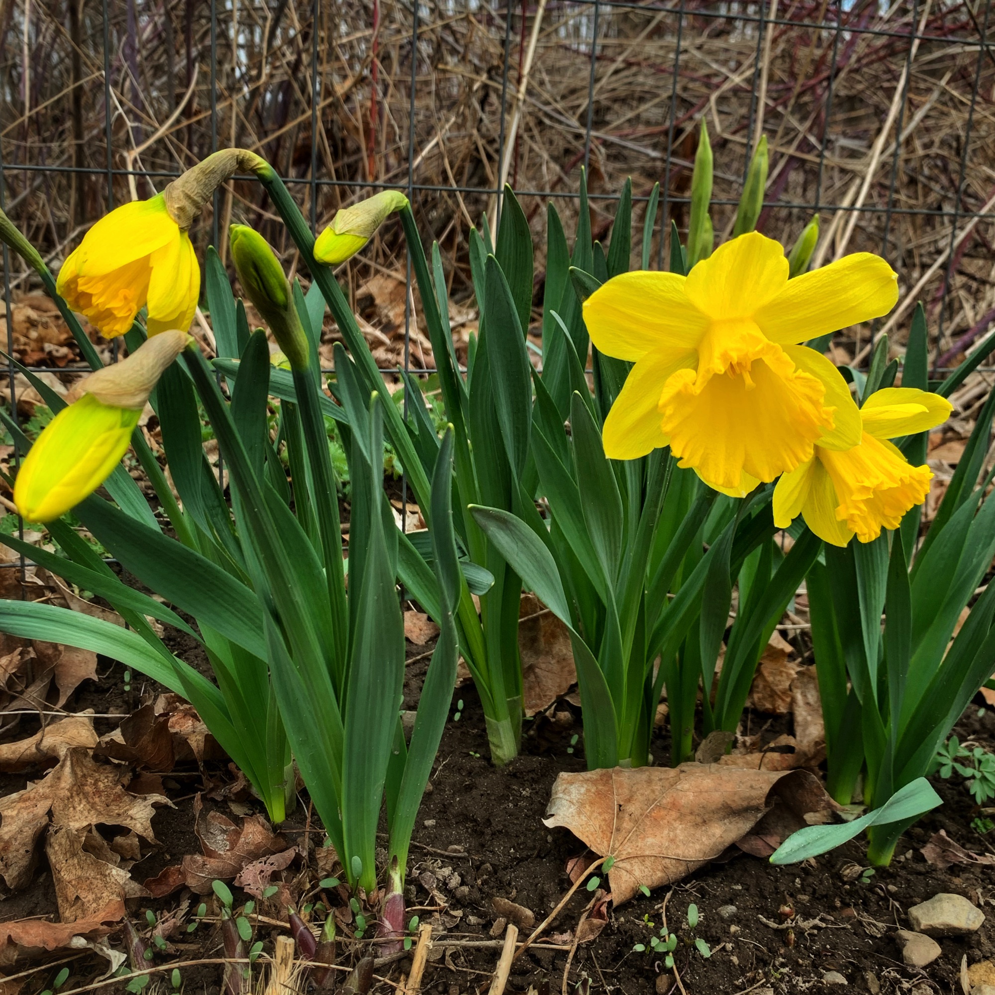 One Week Before Easter, April 5, 2020 (Photo: Geo Davis)