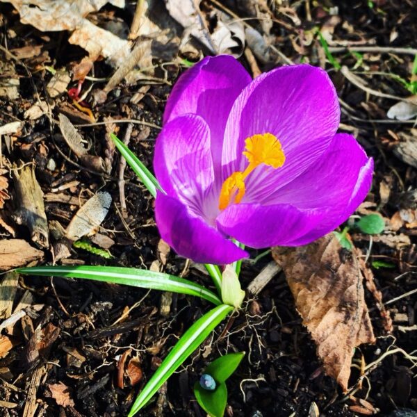 Purple Crocus (Photo: Geo Davis)