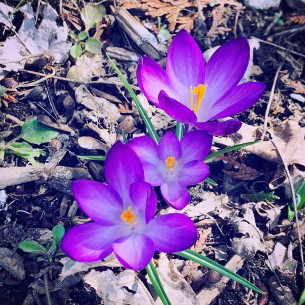 Purple Crocus (Photo: Geo Davis)