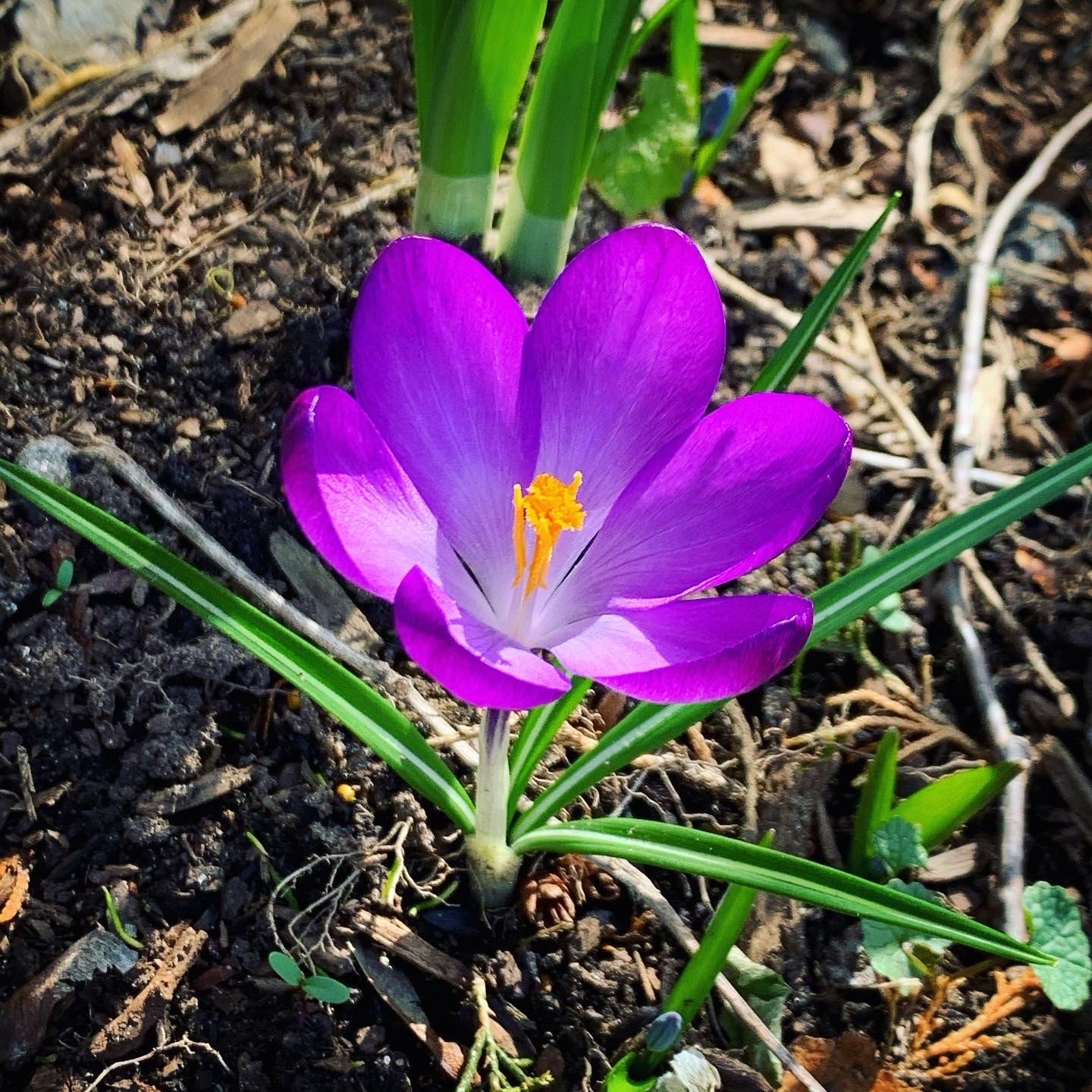 Crocus Time