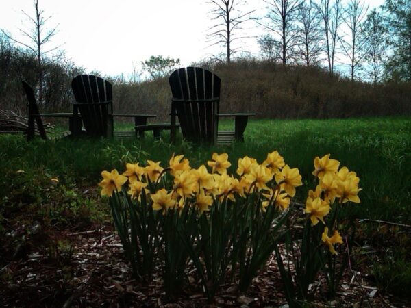 Daffodil Season: May 3, 2010 (Photo: Geo Davis)