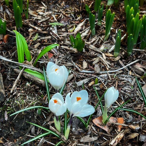 White Crocus (Photo: Geo Davis)