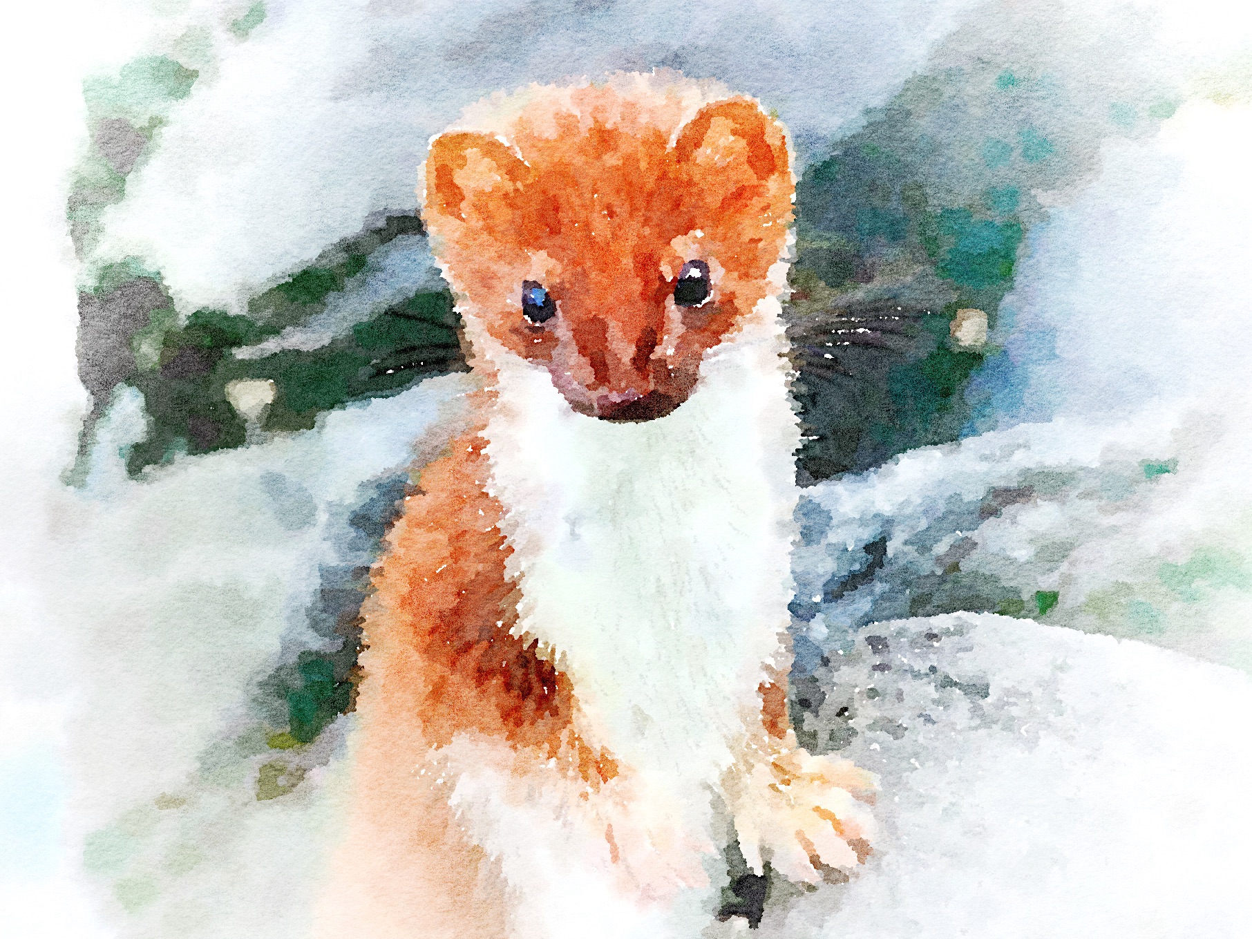 Mustelid Musing: Ermine