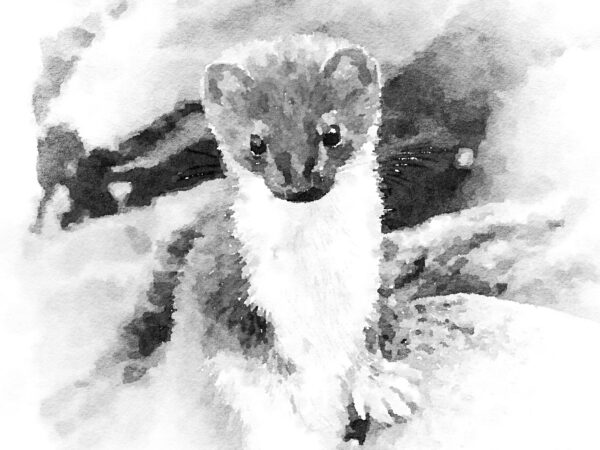 Mustelid Musing: Ermine