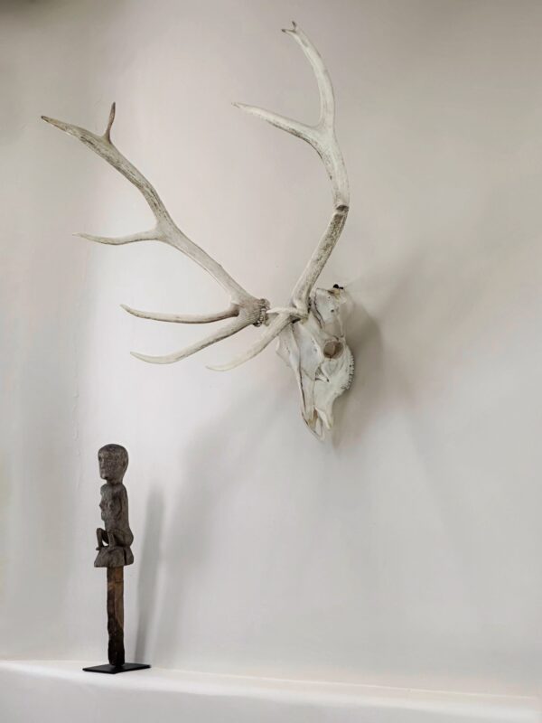 Elk Skull Mount (Photo: Susan Bacot-Davis)