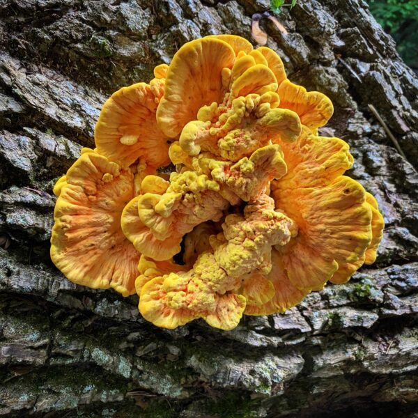 Earth Day: fungus amungus (Photo: Geo Davis)