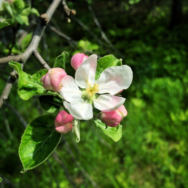 Earth Day: apple blossoms (Photo: Geo Davis)