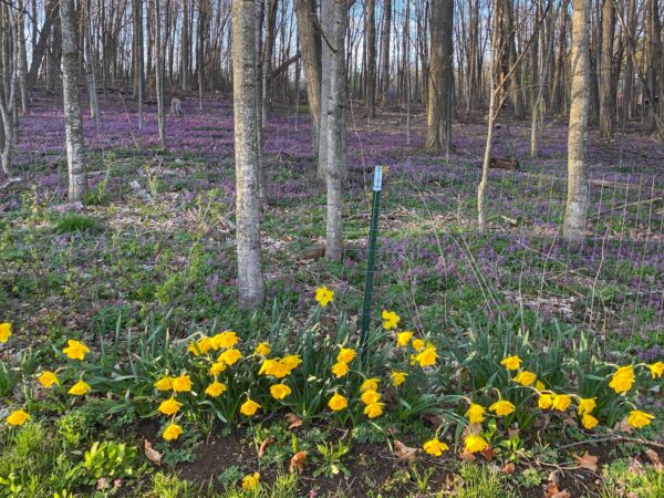 Daffodil Homecoming (Photo: Geo Davis)