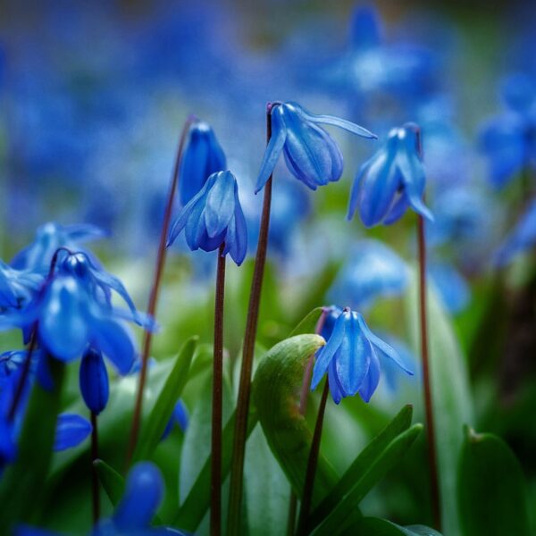 Scilla siberica (Photo: Unsplash)