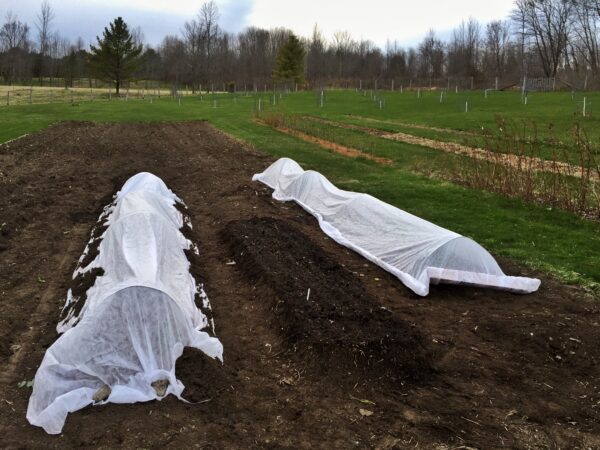 Tunnel Planting Broccoli, April 25, 2016 (Photo: Geo Davis)