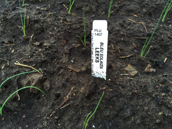 Planting Leeks, April 25, 2016 (Photo: Geo Davis)