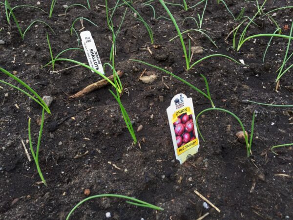 Planting Shallots and Onions, April 25, 2016 (Photo: Geo Davis)