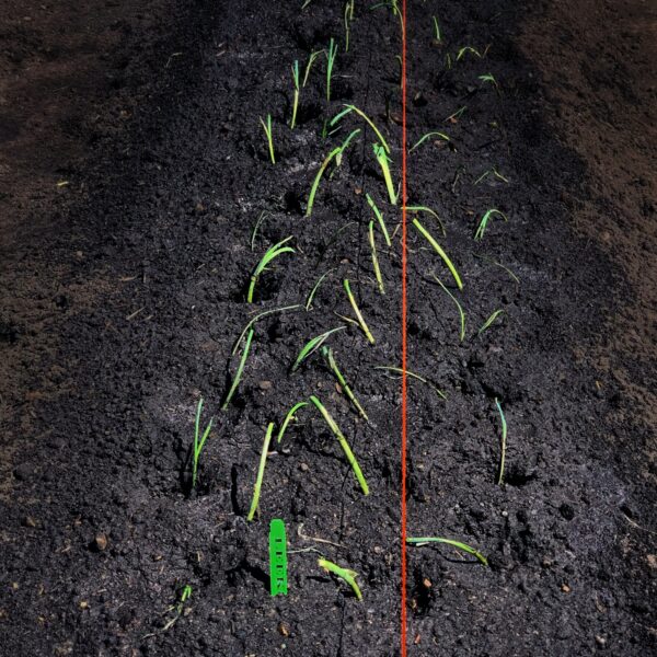 Planting Leeks, April 25, 2020 (Photo: Geo Davis)