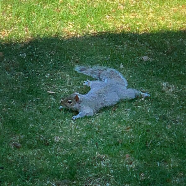 Squirrel Splooting, April 28, 2020 (Photo: Geo Davis)