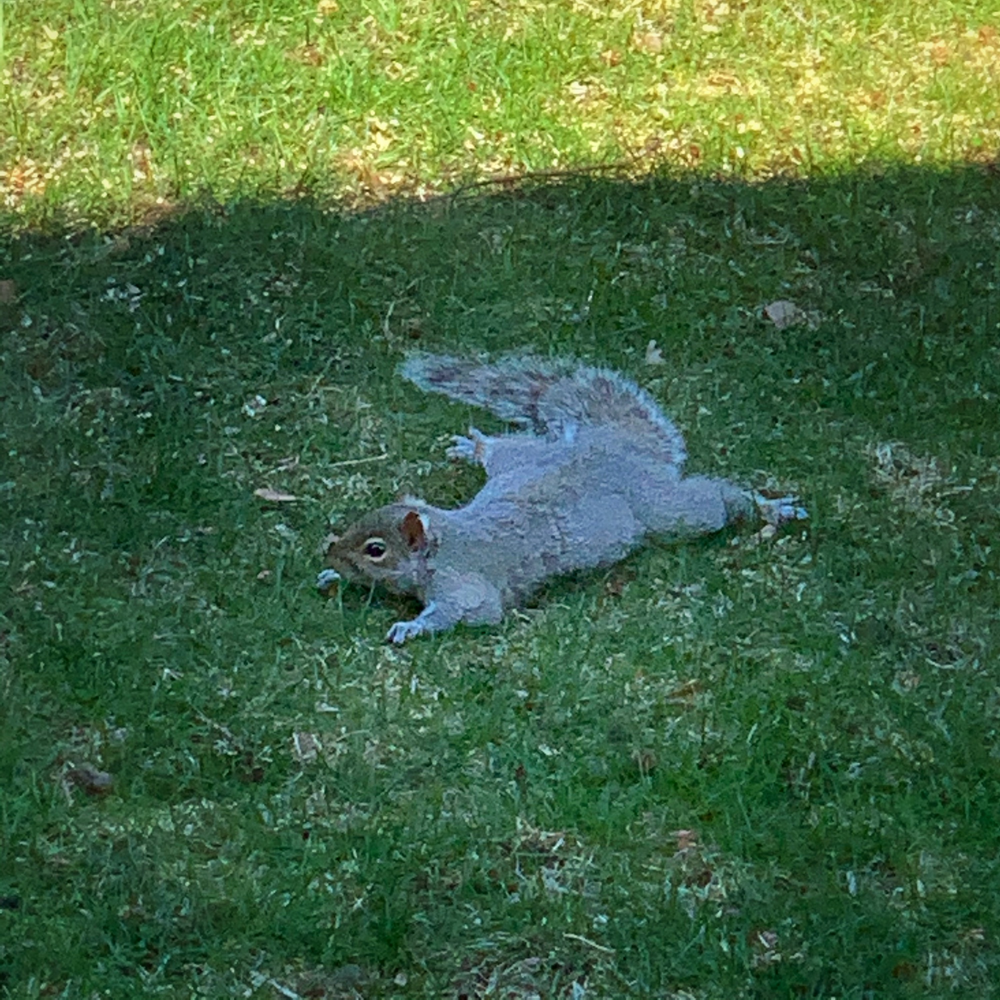 Squirrel Splooting