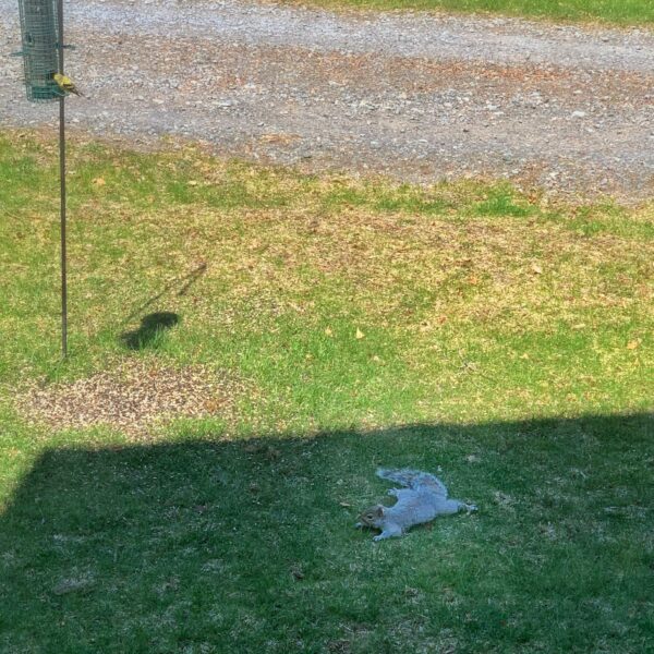 Squirrel Splooting, April 28, 2020 (Photo: Geo Davis)