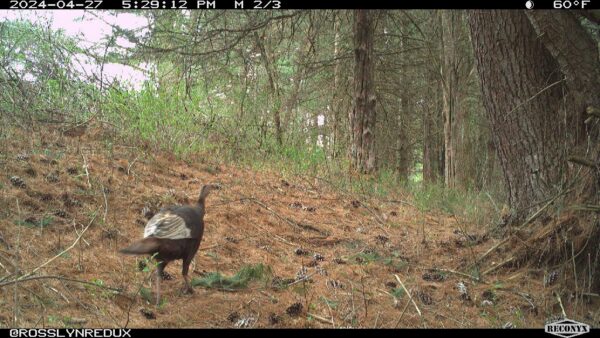 Wild Turkey Walkabout (Photo: Rosslyn Wildlife Cam)