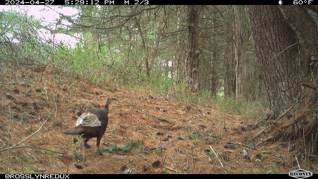 Wild Turkey Nesting