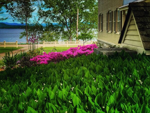 Rhododendrons & Lily-of-the-Valley (Photo: Geo Davis)