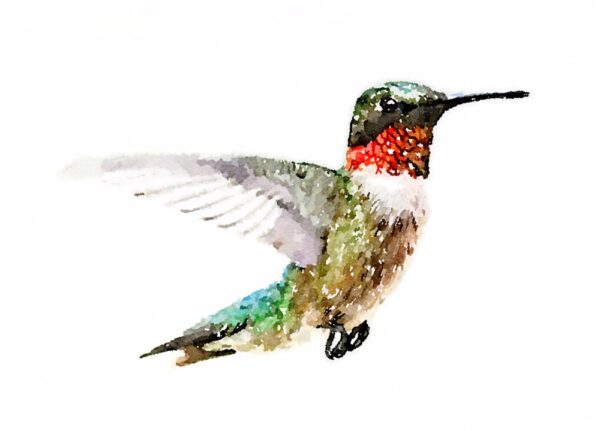 Hummingbird Painted in Waterlogue