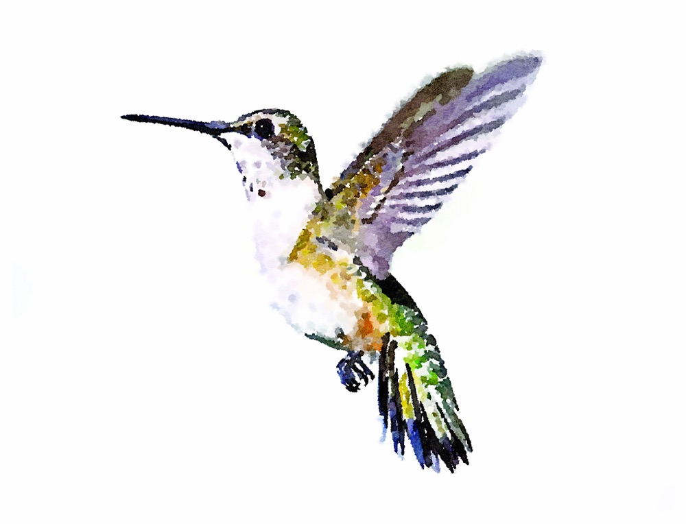 Hummingbird Painted in Waterlogue