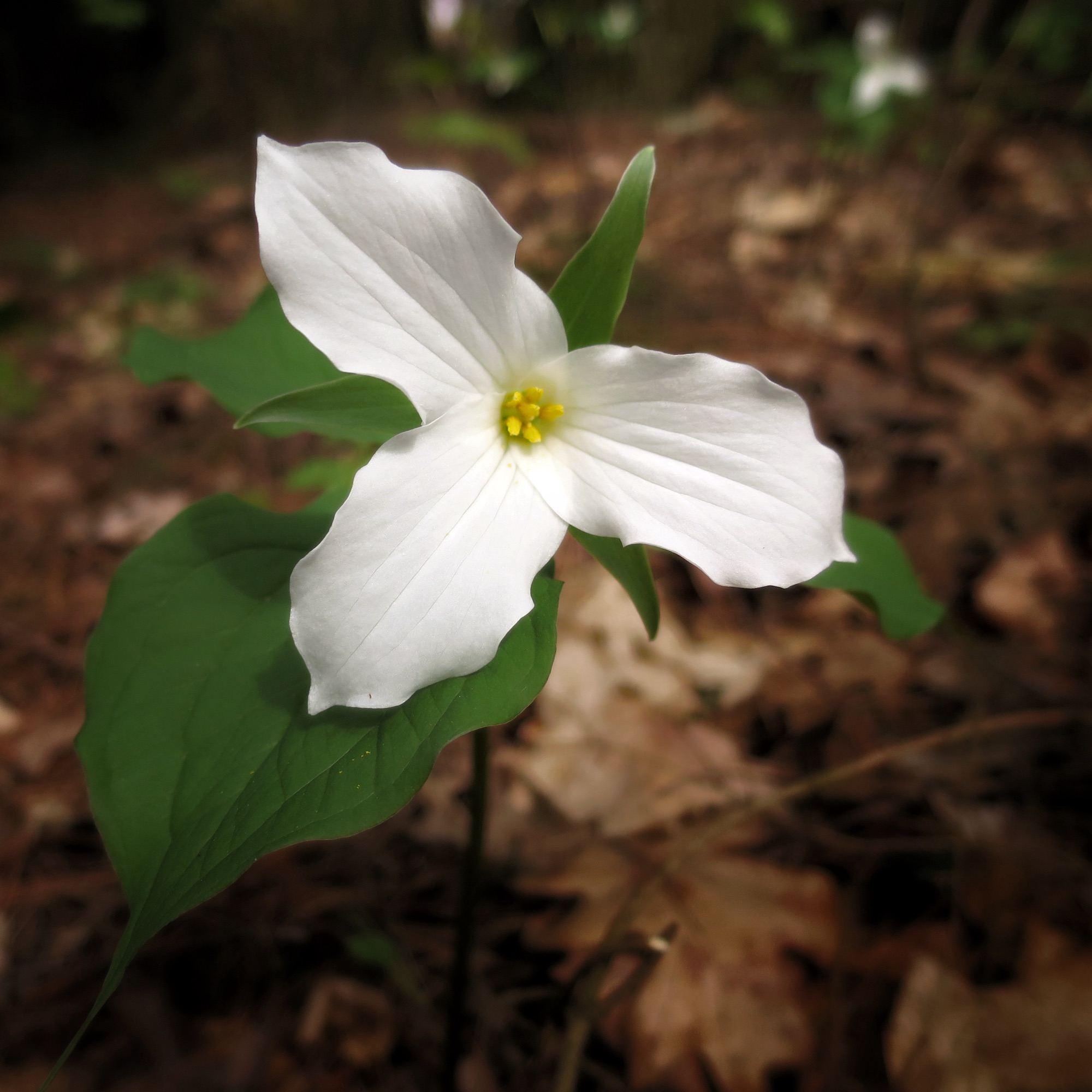 White Trillium ‘Trillium grandiflorum’ (Photo: Geo Davis)