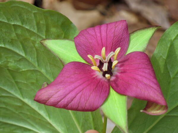 Purple Trillium ‘Trillium erectum’ (Photo: Geo Davis)