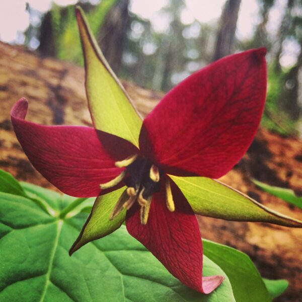 Purple Trillium ‘Trillium erectum’ (Photo: Geo Davis)