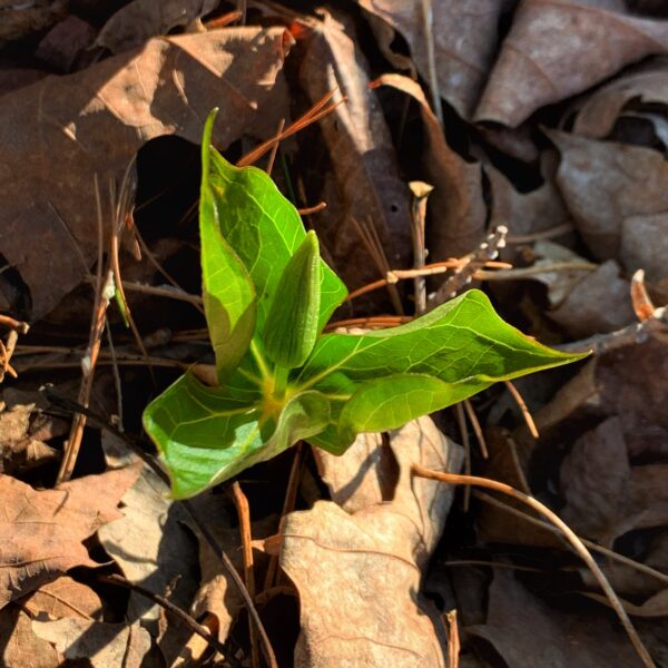 Immature Trillium (Photo: Geo Davis)