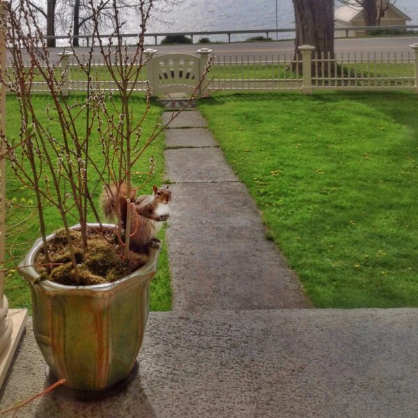 Squirrel Sentry, May 6, 2012 (Photo: Geo Davis)