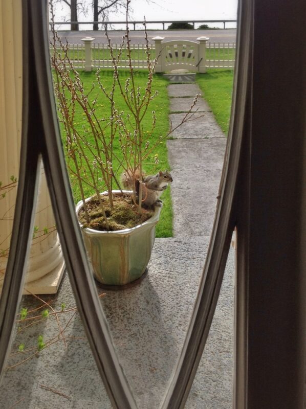 Squirrel Sentry, May 6, 2012 (Photo: Geo Davis)