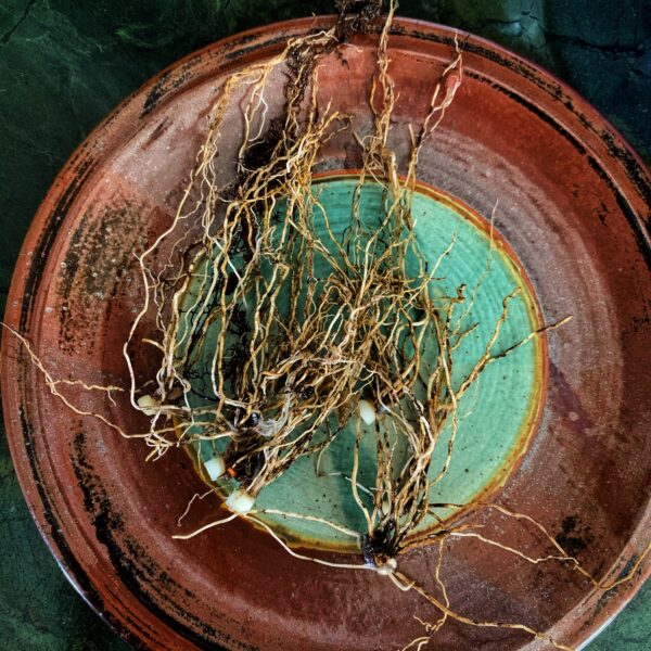 Roots Trimmed From Wild Ramps (Photo: Geo Davis)