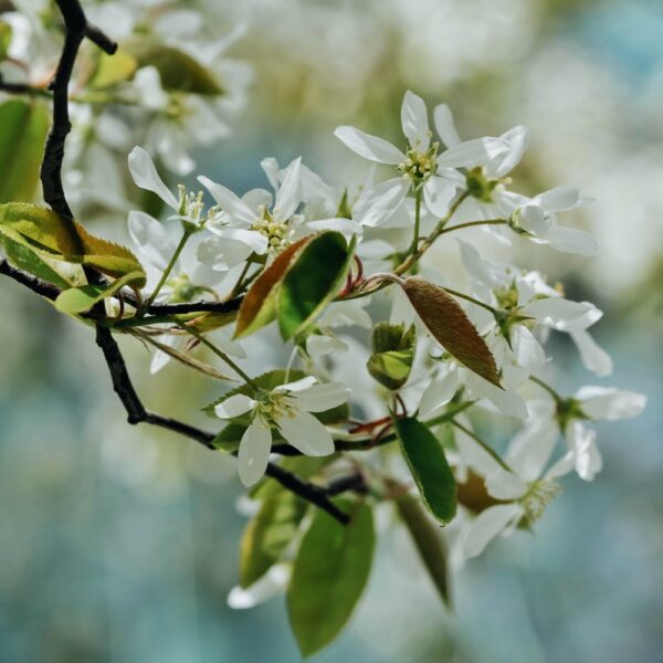 Shadblow Bloom (Photo: Anya Chernik via Unsplash)