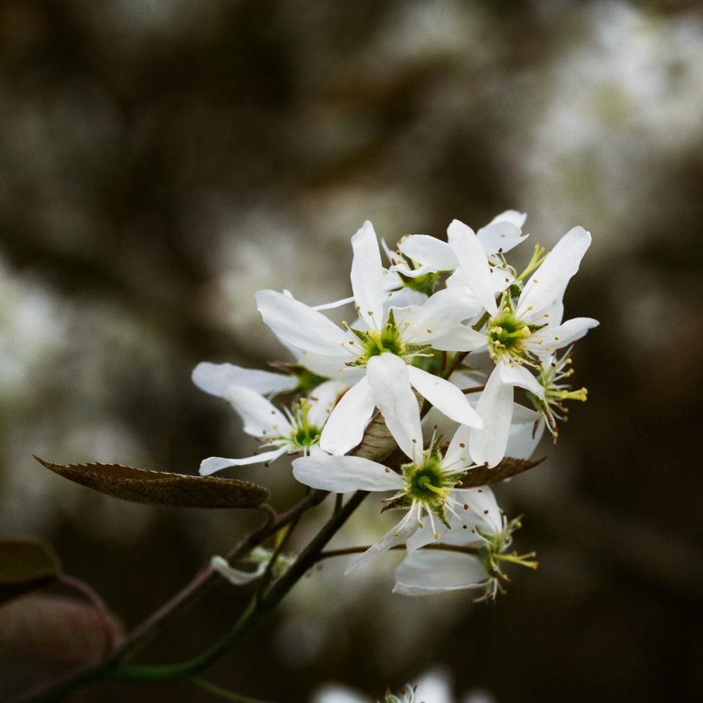 Shadblow Blossoms