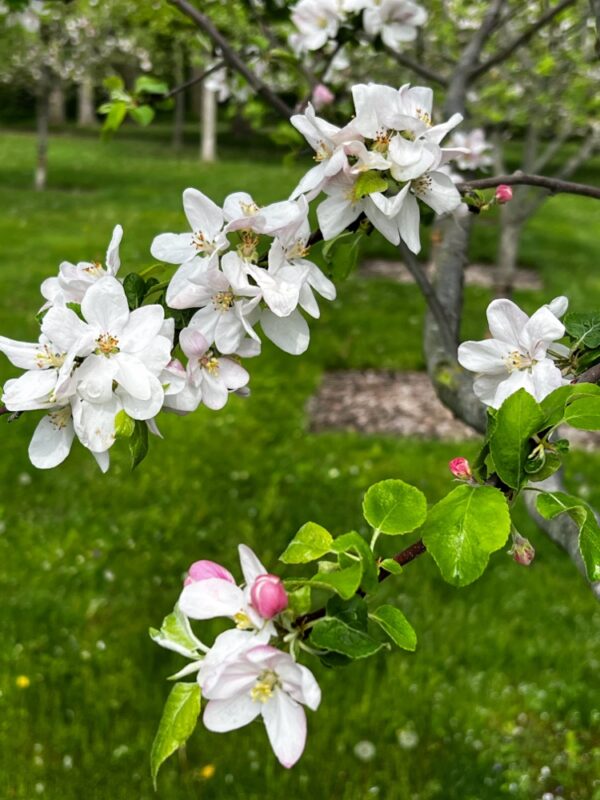 Apple Blossoms, May 14, 2024 (Photo: R.P. Murphy)