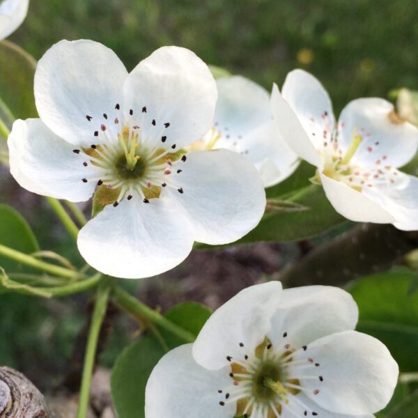 Pear Blossoms, May 17, 2014 (Photo: Geo Davis)